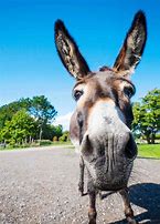 Image result for You Donkey