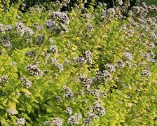 Image result for Origanum vulgare Thumbles Variety