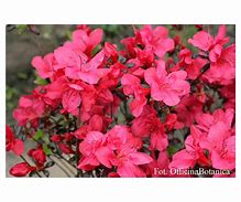 Image result for Azalea (J) Maruschka