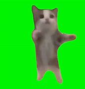 Image result for Cat Meme Wat
