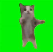Image result for Cat Meme Stickers Whats App