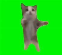 Image result for Hey Cat Meme