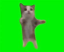 Image result for OMG Cat Hi Meme