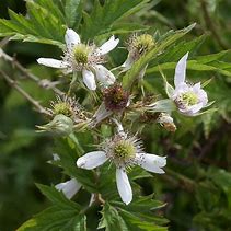 Image result for Rubus Laciniatus