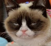 Image result for Grumpy Cat Meme Jesus