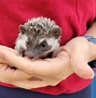 Image result for Hedgehog as a Pet