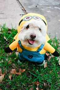 Image result for Homemade Minion Halloween Costume