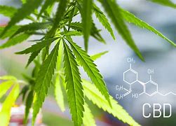 Image result for CBD Cannabis