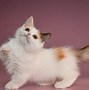 Image result for Munchkin Cat Grey and White