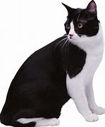 Image result for Black and White Cat Emoji