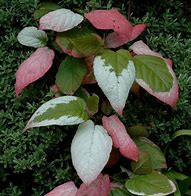 Image result for Species Actinidia