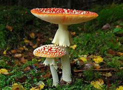 Image result for agaric�veo