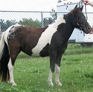 Image result for Black Appaloosa Horse
