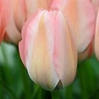 Image result for Tulipa Bella Blush