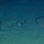 Image result for Titanic Sea Floor Bodies