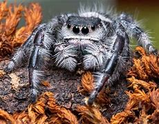 Image result for Giant Pet Spiders