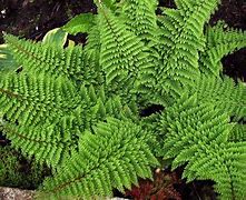 Image result for Polystichum setiferum Plumosum Densum