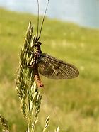 Image result for Cartoon Insect Wings