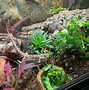 Image result for Isopod Habitat