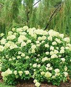 Image result for Hydrangea paniculata Little Lime (r)