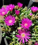 Image result for Delosperma from Sani Pass