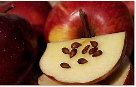 Image result for Apple with Seeds Educational