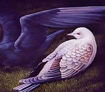 Image result for Pigeon Crow Stryo