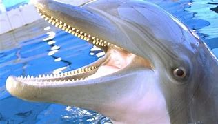 Image result for Dolphin Teeth Human