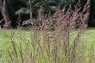 Resultat d'imatges per a Calamagrostis acutiflora (x) Avalanche