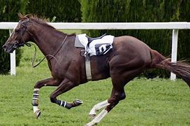 Image result for Australian Race Horse