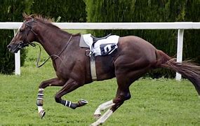 Image result for Race Horse Nation