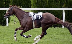 Image result for horse race training