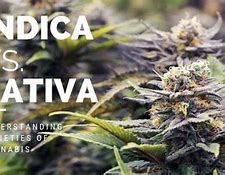 Image result for Cannabis Indica Effects vs Sativa