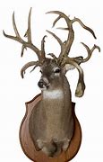 Image result for Really Old Jaw Bone to Deer