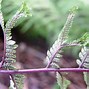 Image result for Athyrium niponicum f. cristato-flabellatum