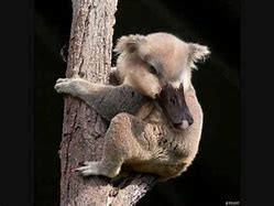 Image result for Funny Weird Animals YouTube