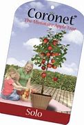 Image result for Miniature Apple Trees