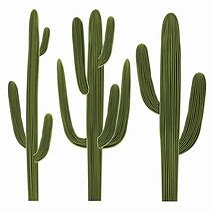 Image result for Arizona Cactus Clip Art