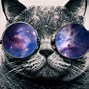 Image result for Cat with Galaxy Glasses