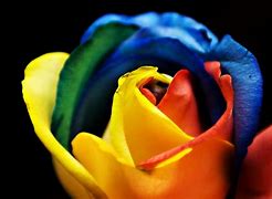 Image result for Rainbow Rose iPhone Wallpaper