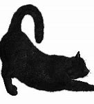 Image result for Black Cat with 2 Legs Meme