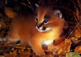 Image result for Cutest Cat Ever in the World