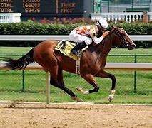 Image result for South African Horse Racing Background