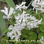 Image result for Corydalis solida White Swallow