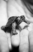Image result for Sea Turtle Pet