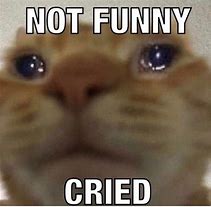 Image result for Cat Crying Laughing Meme