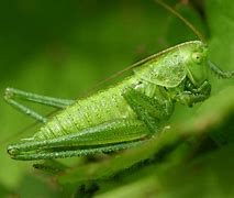 Image result for Image of Cricket Insect