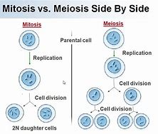 Image result for Difference of Meiosis and Mitosis in Process