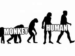 Image result for Monkey to Human Evolution Meme