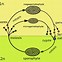 Image result for Simple Plant Life Cycle
